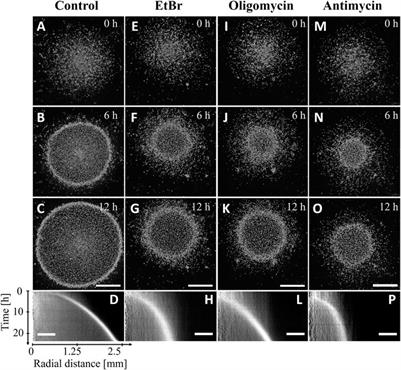 The aerotaxis of Dictyostelium discoideum is independent of mitochondria, nitric oxide and oxidative stress